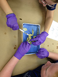 Academies-Woodlands-Frog-Dissection